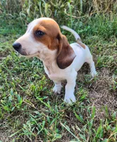 Indy, a male Miniature Dachshund for sale in Hartville, MO – 4 of 10