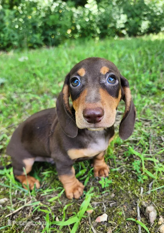 Whiskey  – Miniature Dachshund puppy for sale in Hartville, MO
