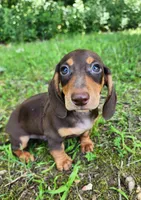 Whiskey , a male Miniature Dachshund for sale in Hartville, MO – 1 of 10