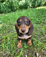 Whiskey , a male Miniature Dachshund for sale in Hartville, MO – 10 of 10
