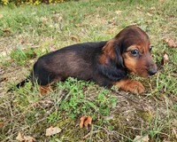 Duke, a male Miniature Dachshund for sale in Hartville, MO – 8 of 10