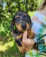 Buffy, a female Miniature Dachshund for sale in Hartville, MO – 9 of 10