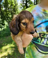Athena , a female Miniature Dachshund for sale in Hartville, MO – 8 of 10