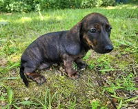 Zendaya, a female Miniature Dachshund for sale in Hartville, MO – 5 of 10