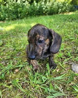 Zippo, a male Miniature Dachshund for sale in Hartville, MO – 9 of 10
