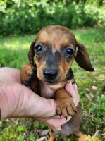 Bindi, a female Miniature Dachshund for sale in Hartville, MO – 2 of 10