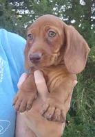 Finn, a male Miniature Dachshund for sale in Hartville, MO – 2 of 6