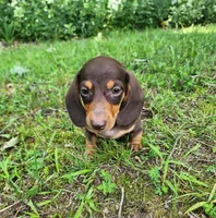 Wilbur, a male Miniature Dachshund for sale in Hartville, MO – 7 of 10