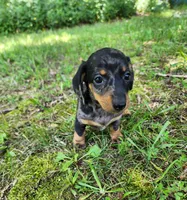 Buffy, a female Miniature Dachshund for sale in Hartville, MO – 3 of 10