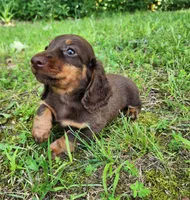Willow, a female Miniature Dachshund for sale in Hartville, MO – 6 of 10