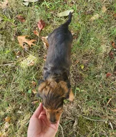 Gus, a male Miniature Dachshund for sale in Hartville, MO – 8 of 8