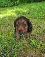 Apollo , a male Miniature Dachshund for sale in Hartville, MO – 9 of 10