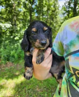Alice , a female Miniature Dachshund for sale in Hartville, MO – 6 of 10