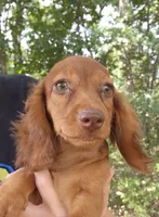 Eli , a male Miniature Dachshund for sale in Hartville, MO – 3 of 8
