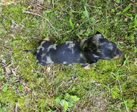 Buffy, a female Miniature Dachshund for sale in Hartville, MO – 7 of 10