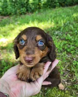Alfie, a male Miniature Dachshund for sale in Hartville, MO – 6 of 10