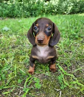 Wendy, a female Miniature Dachshund for sale in Hartville, MO – 3 of 10