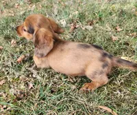 Eliot, a male Miniature Dachshund for sale in Hartville, MO – 6 of 10