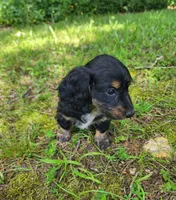 Alice , a female Miniature Dachshund for sale in Hartville, MO – 5 of 10