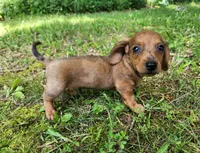 Banjo, a male Miniature Dachshund for sale in Hartville, MO – 5 of 10