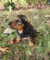 Gus, a male Miniature Dachshund for sale in Hartville, MO – 4 of 8