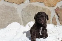Rico, a male Portuguese Water Dog for sale in Reinholds, PA – Photo 2 of 2