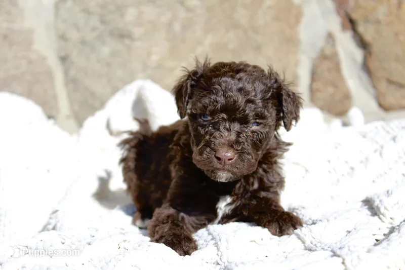 Rico – Portuguese Water Dog puppy for sale in Reinholds, PA