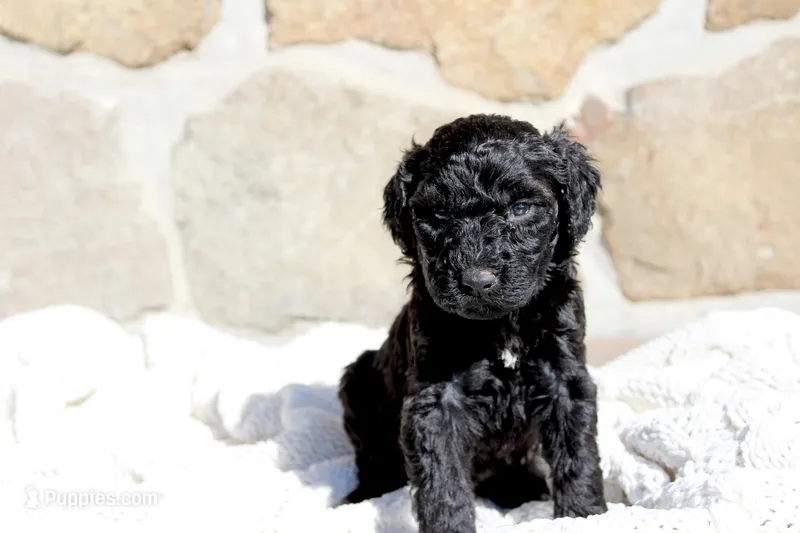 Casey, a female Portuguese Water Dog for sale in Reinholds, PA – Photo 1 of 1