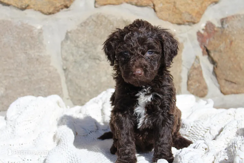 Lilly – Portuguese Water Dog puppy for sale in Reinholds, PA