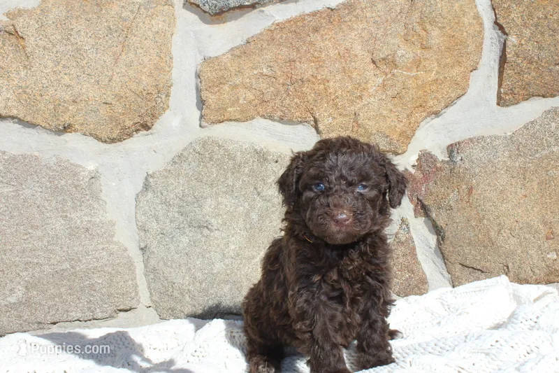 Mason – Portuguese Water Dog puppy for sale in Reinholds, PA