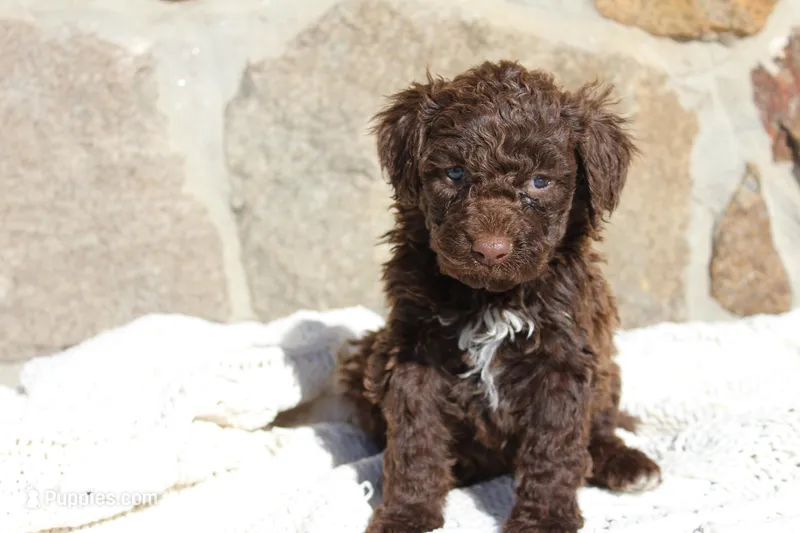 Buba – Portuguese Water Dog puppy for sale in Reinholds, PA