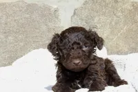 Maverick, a male Portuguese Water Dog for sale in Reinholds, PA – Photo 2 of 2