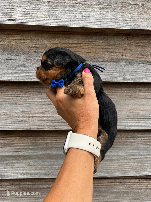 Dark Blue Collar Boy – Yorkshire Terrier puppy for sale in Dewy Rose, GA