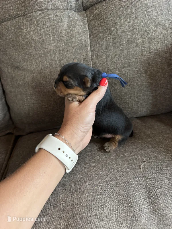 Dark Blue Collar Boy – Yorkshire Terrier puppy for sale in Dewy Rose, GA