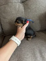 Dark Blue Collar Boy, a male Yorkshire Terrier for sale in Dewy Rose, GA – 1 of 4