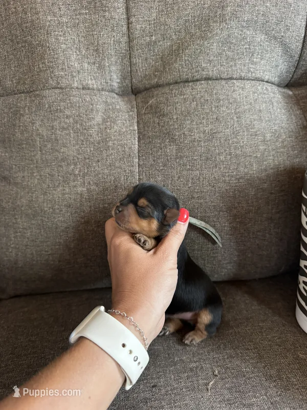 Light Blue Collar Boy – Yorkshire Terrier puppy for sale in Dewy Rose, GA