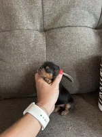 Light Blue Collar Boy, a male Yorkshire Terrier for sale in Dewy Rose, GA – 1 of 4