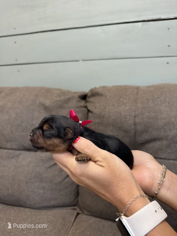 Pink Collar Girl – Yorkshire Terrier puppy for sale in Dewy Rose, GA