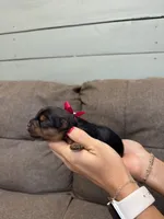 Pink Collar Girl, a female Yorkshire Terrier for sale in Dewy Rose, GA – 1 of 4