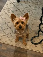 Dark Blue Collar Boy, a male Yorkshire Terrier for sale in Dewy Rose, GA – 2 of 4