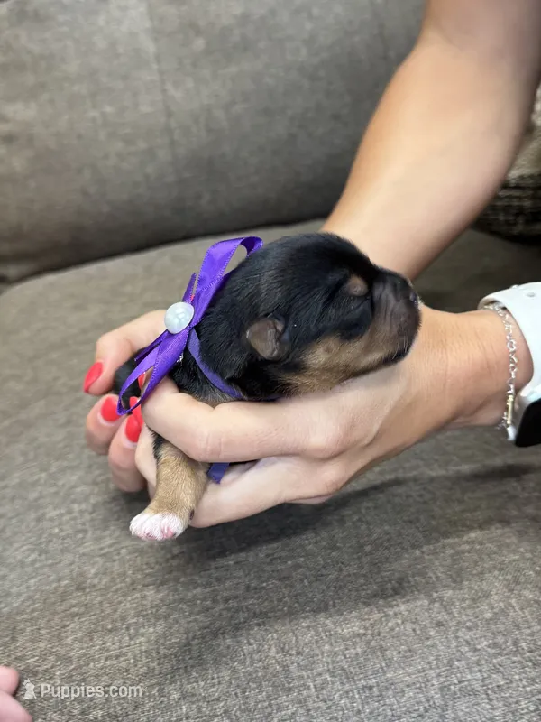 Purple Collar Girl – Yorkshire Terrier puppy for sale in Dewy Rose, GA