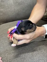 Purple Collar Girl, a female Yorkshire Terrier for sale in Dewy Rose, GA – 1 of 4
