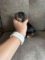 Green Collar Boy, a male Yorkshire Terrier for sale in Dewy Rose, GA – 1 of 4