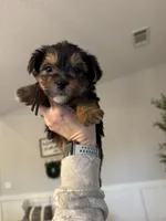Max, a male Yorkshire Terrier for sale in Dewy Rose, GA – Photo 2 of 3