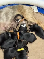 Max, a male Yorkshire Terrier for sale in Dewy Rose, GA – Photo 3 of 3