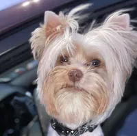 Purple Collar Girl, a female Yorkshire Terrier for sale in Dewy Rose, GA – 3 of 4