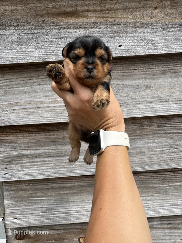 Light Blue Collar Boy – Yorkshire Terrier puppy for sale in Dewy Rose, GA