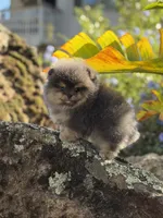 Immaculate , a male Pomeranian for sale in Valley Springs, CA – 2 of 4