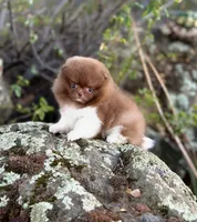 Alvin, a male Pomeranian for sale in Valley Springs, CA – 3 of 3
