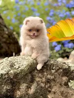 Sequence , a female Pomeranian for sale in Valley Springs, CA – 2 of 4